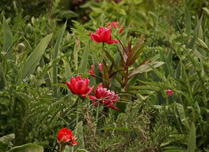 Záhon zelených rostlin s akcentem tulipánů